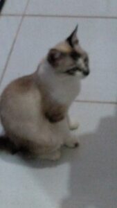 Leia mais sobre o artigo Meu Anjo de Pêlo e Amor Incondicional: Luna Lovegood